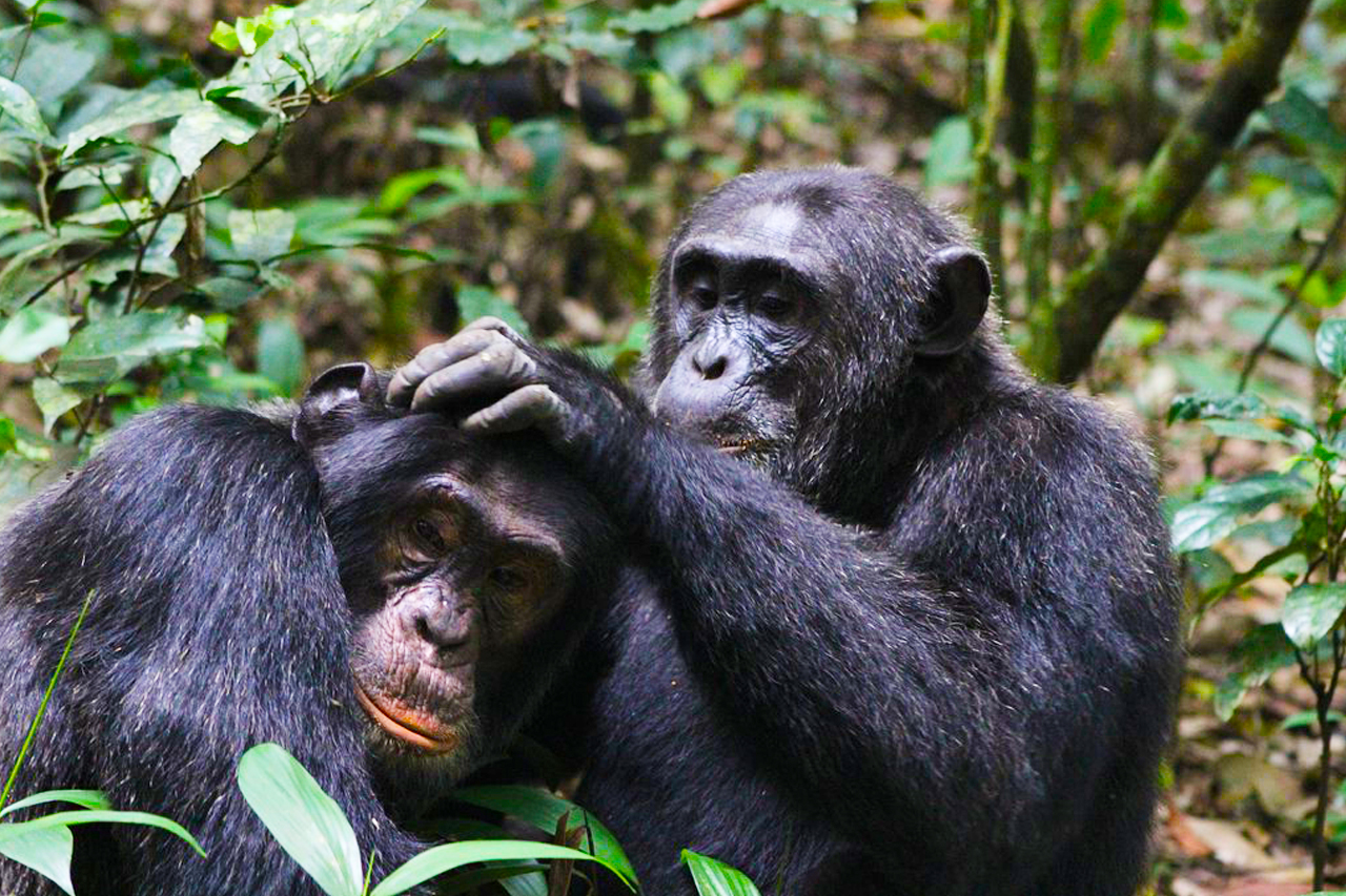 Is It Possible to Combine Uganda Gorilla Trekking With a Beach Holiday?