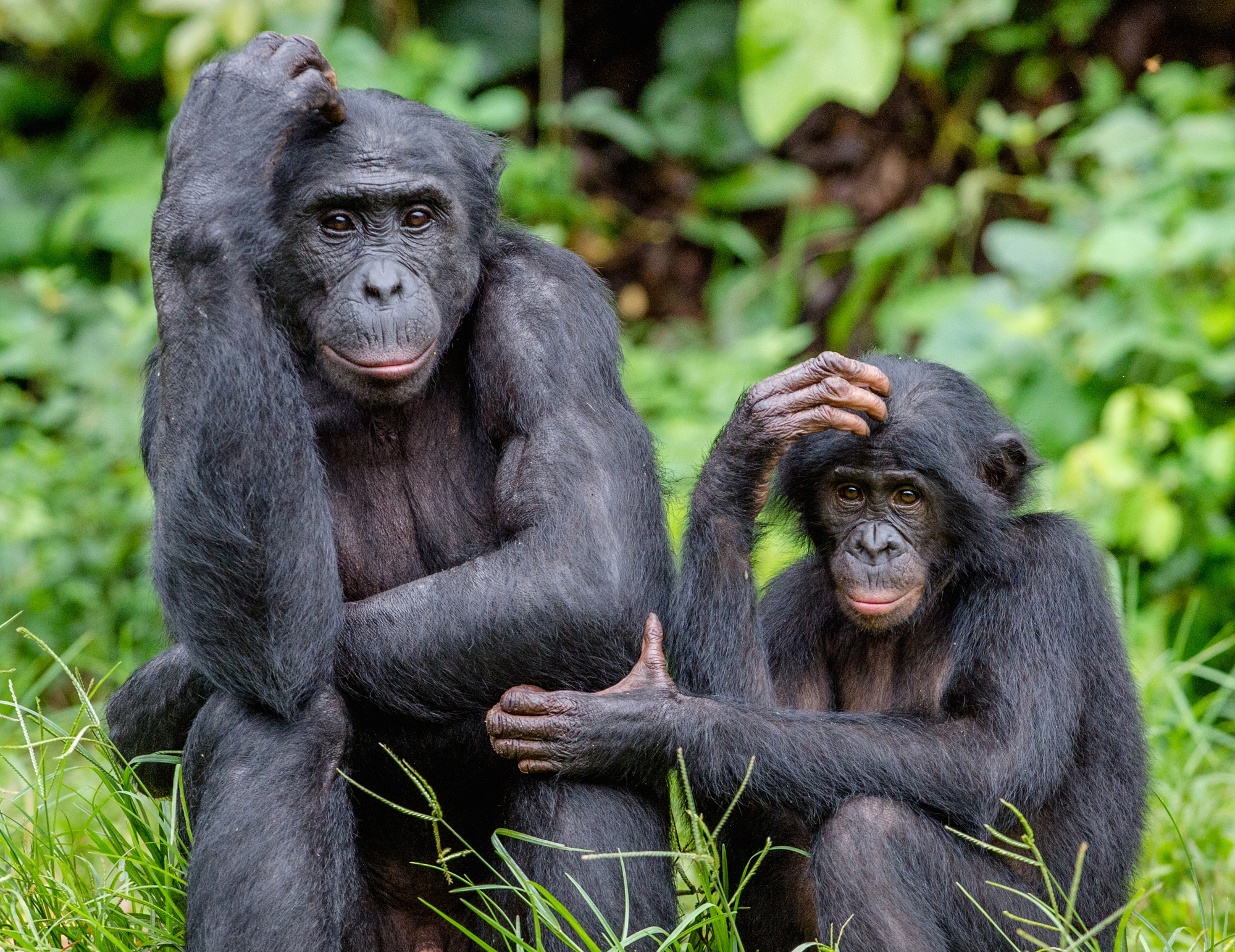 Chimpanzee in the canopy at Kibale Forest