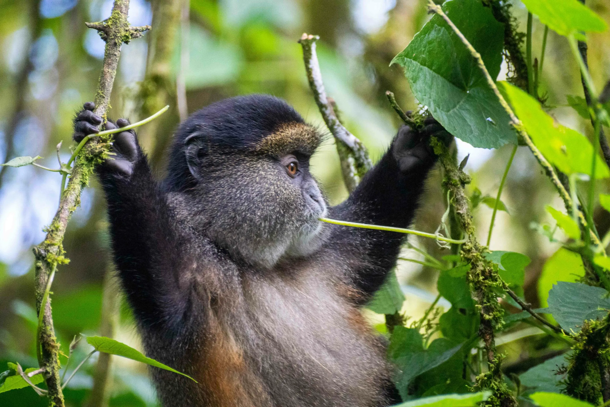 Golden monkey among bamboo stems