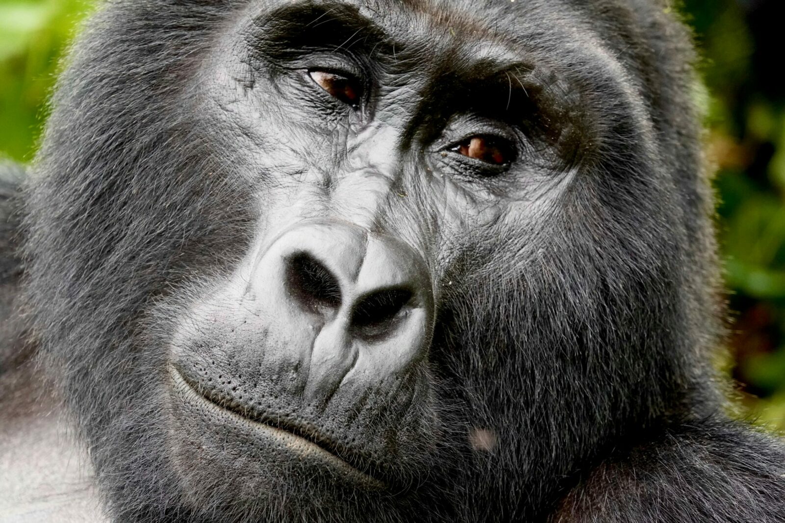 Close-up portrait of a mountain gorilla