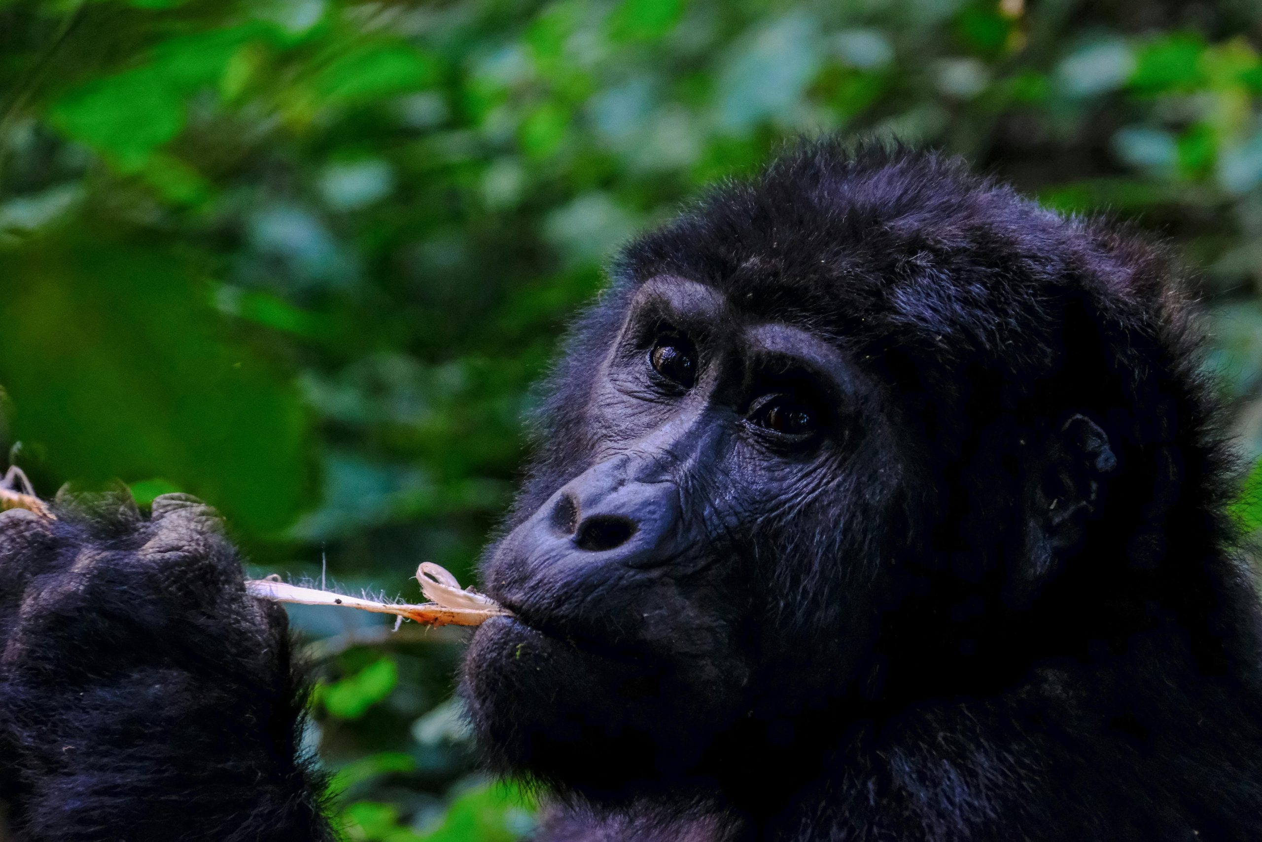 Trekkers photographing a mountain gorilla in Bwindi