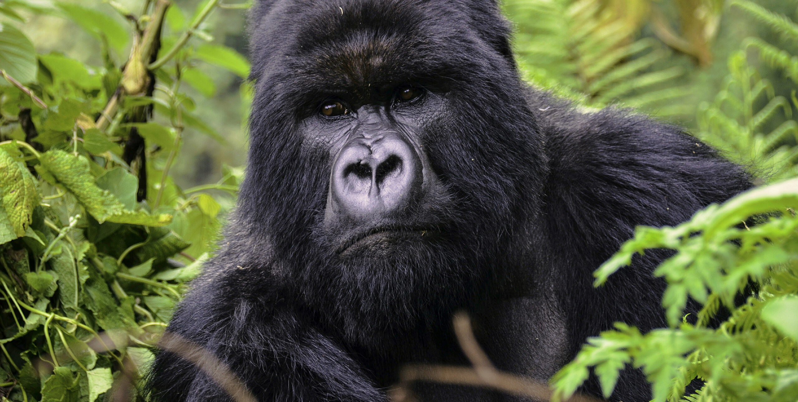 Silverback mountain gorilla in the misty forest of Bwindi