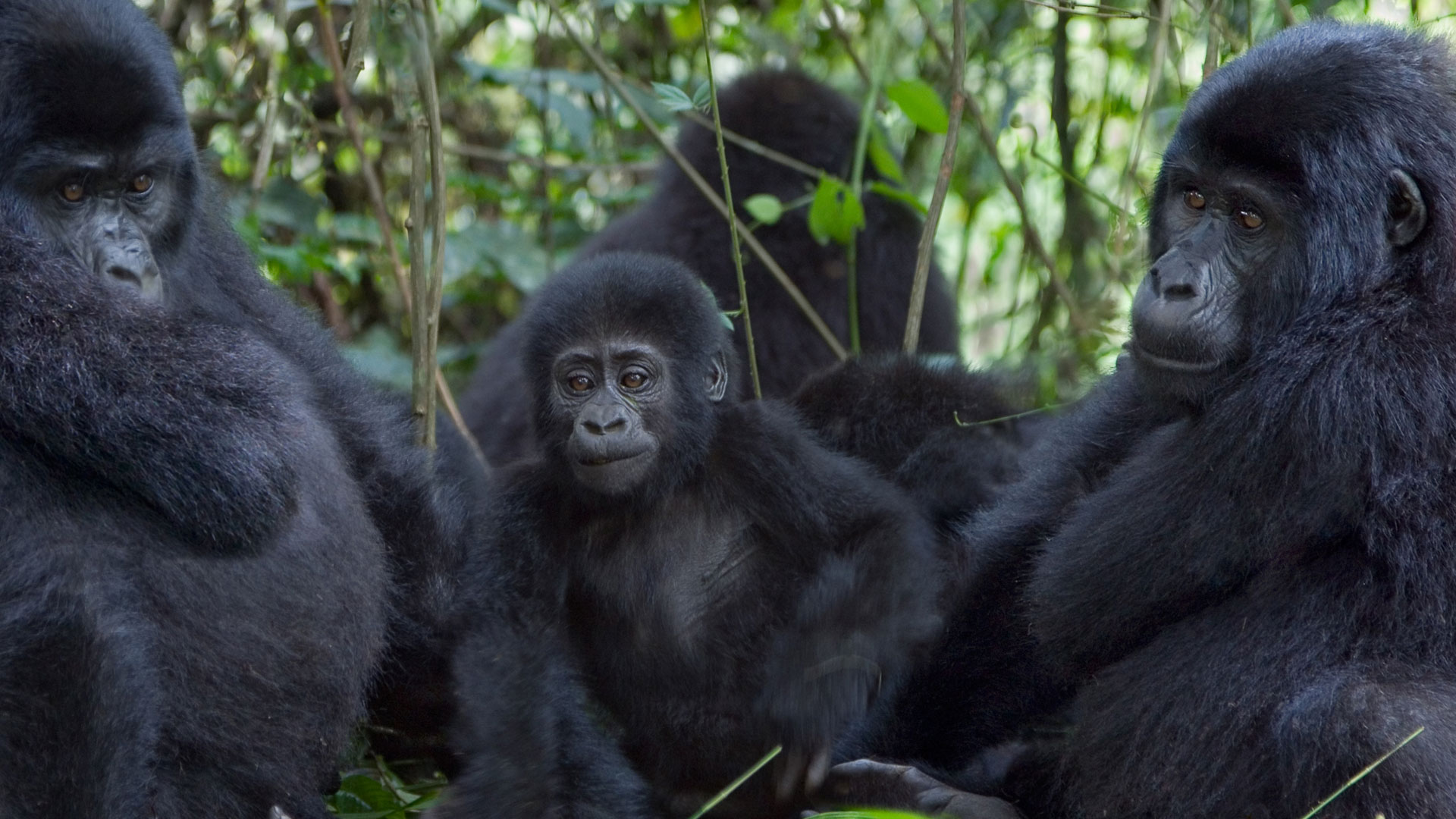 A mountain gorilla family resting together in the Bwindi undergrowth