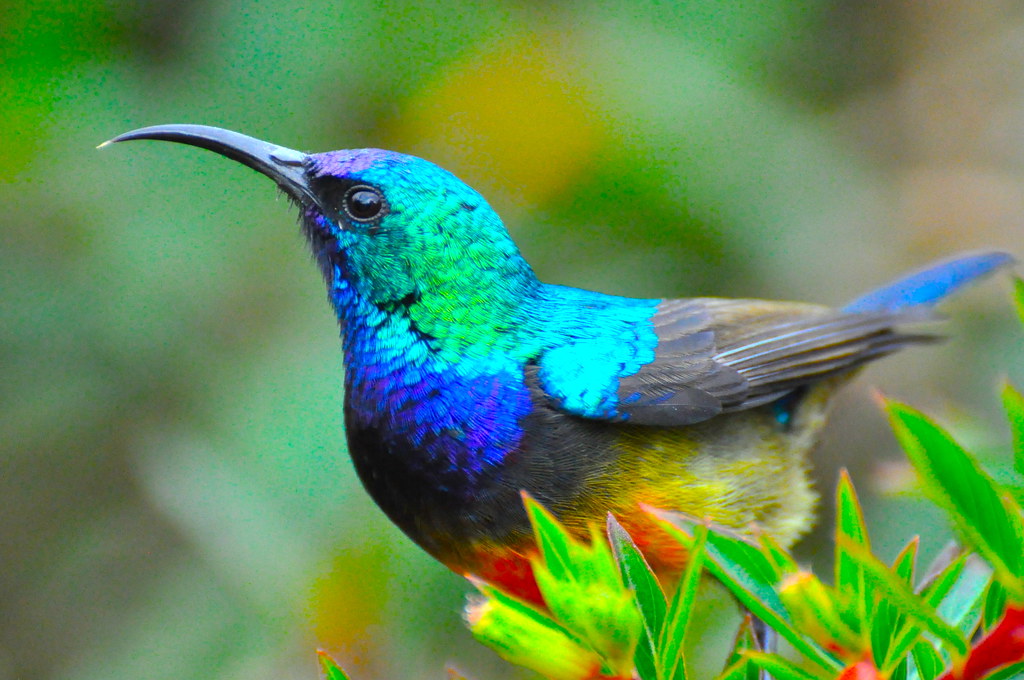 Birdwatching in Rwanda