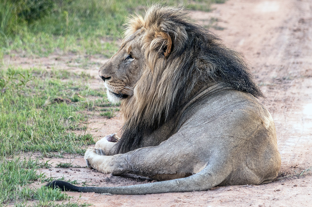 Lion Tracking in Uganda