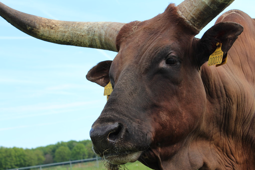 The Ankole Cow Tour in Uganda & Rwanda