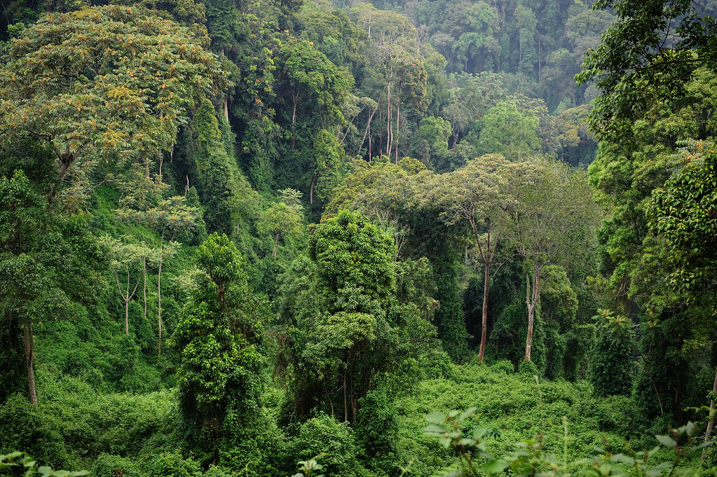 Discover the Wonders of Nyungwe National Park