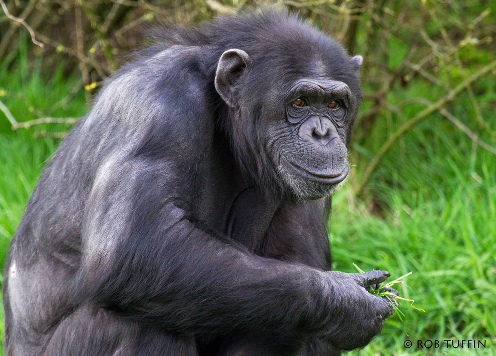 What Do Gorillas Eat and Other Fascinating Gorilla Facts