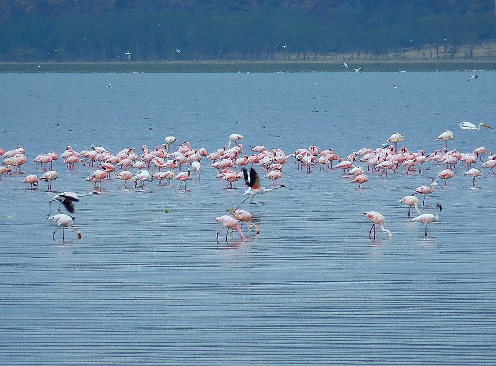 Is Lake Nakuru Worth Visiting?