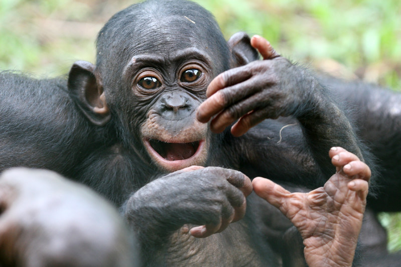 Primates Species Found in Uganda