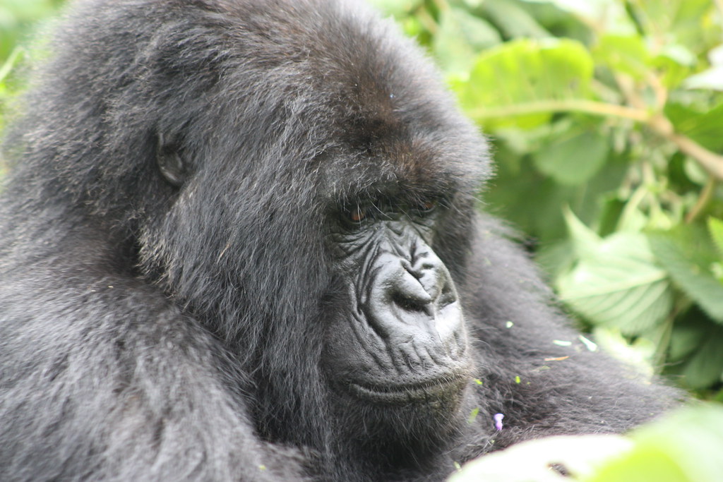 How Difficult is Gorilla Trekking?