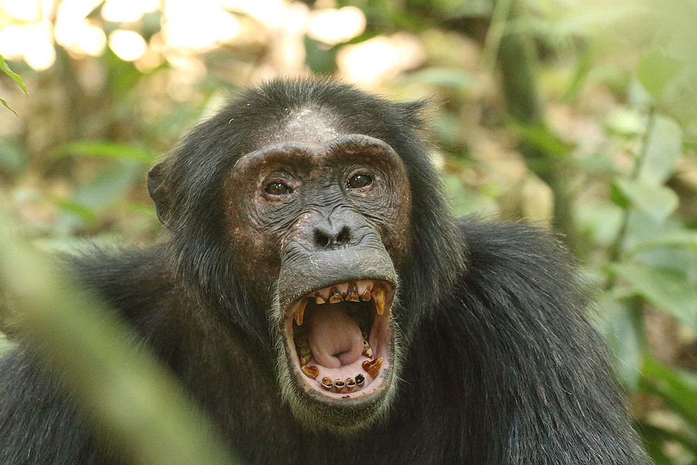 Chimpanzee Safaris in Uganda