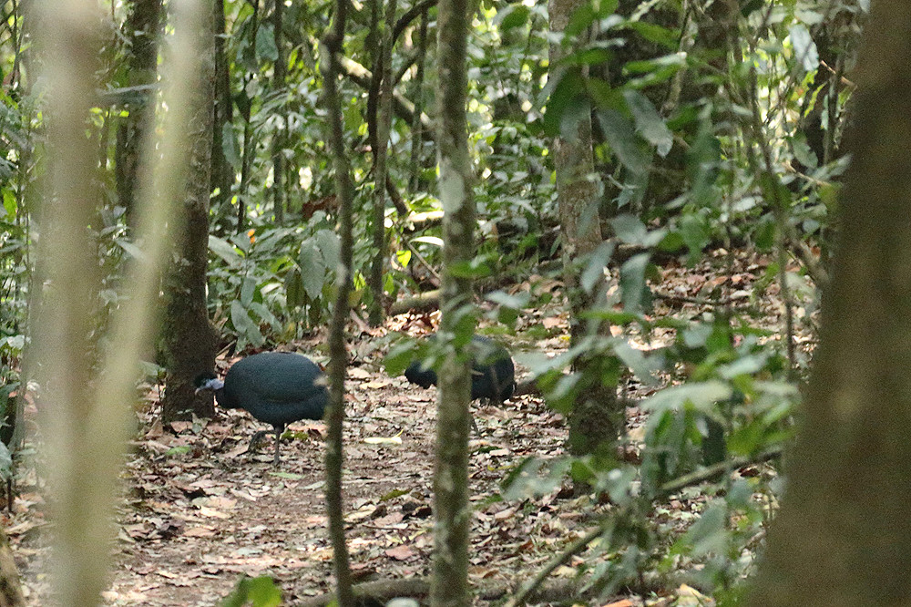 Uganda Safari Activities