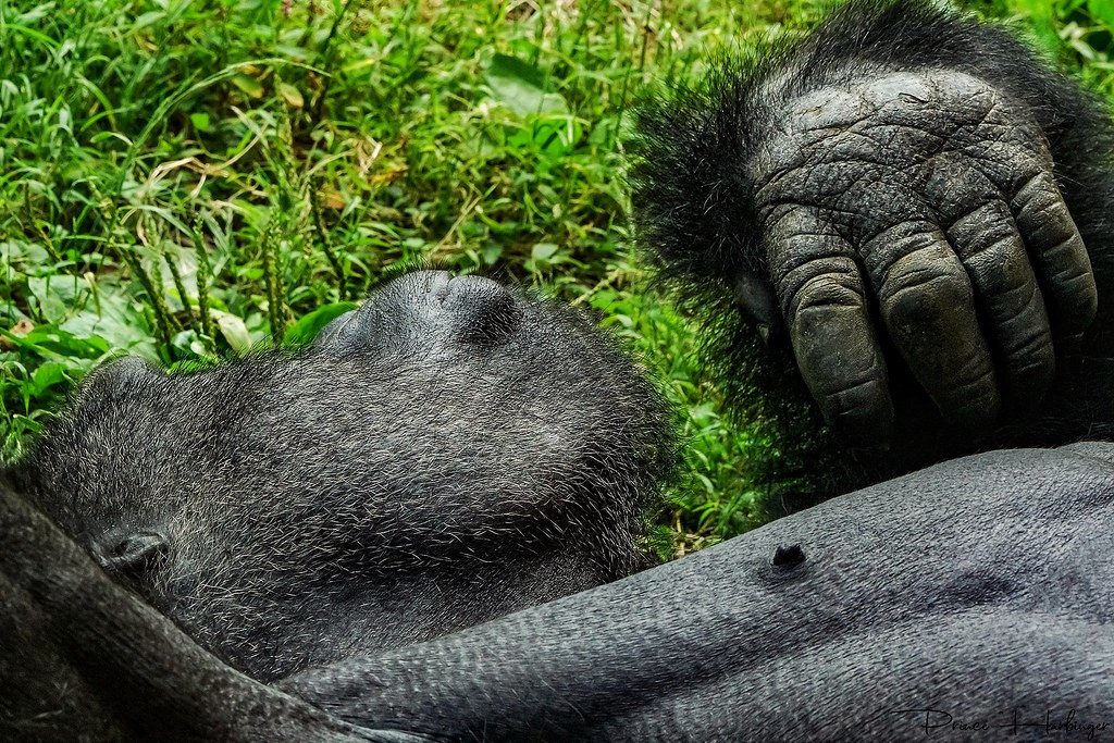 Eastern Lowland Gorilla