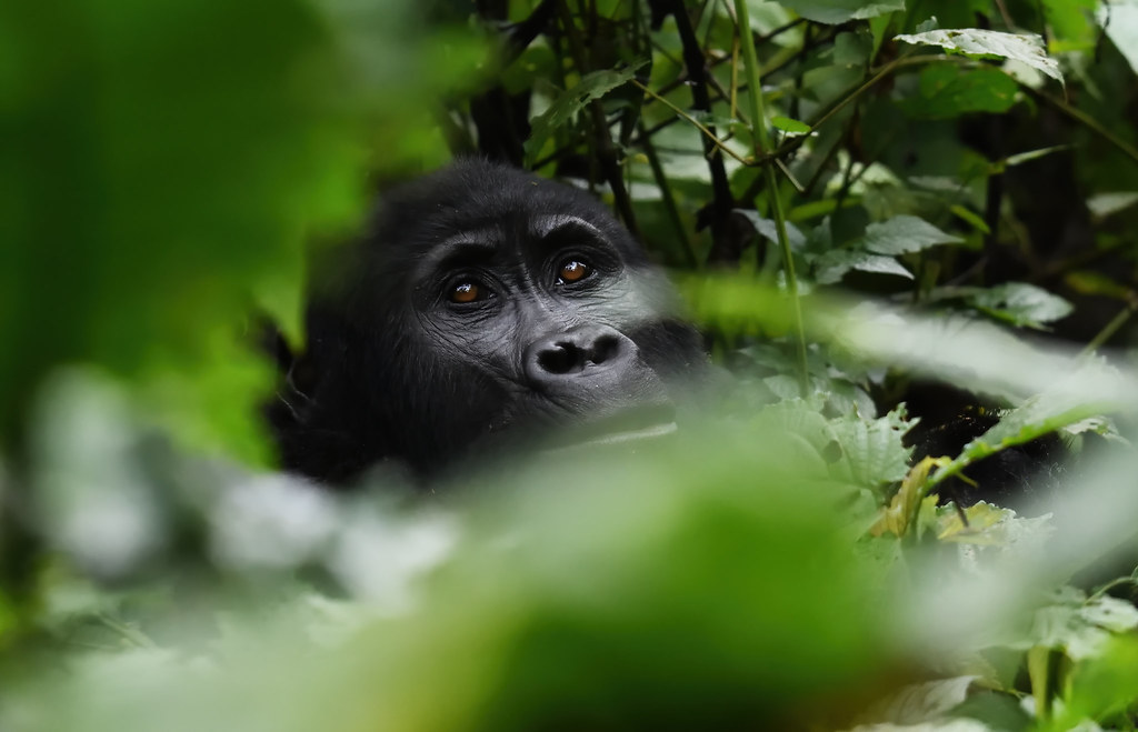 How To Get to Bwindi Impenetrable National Park