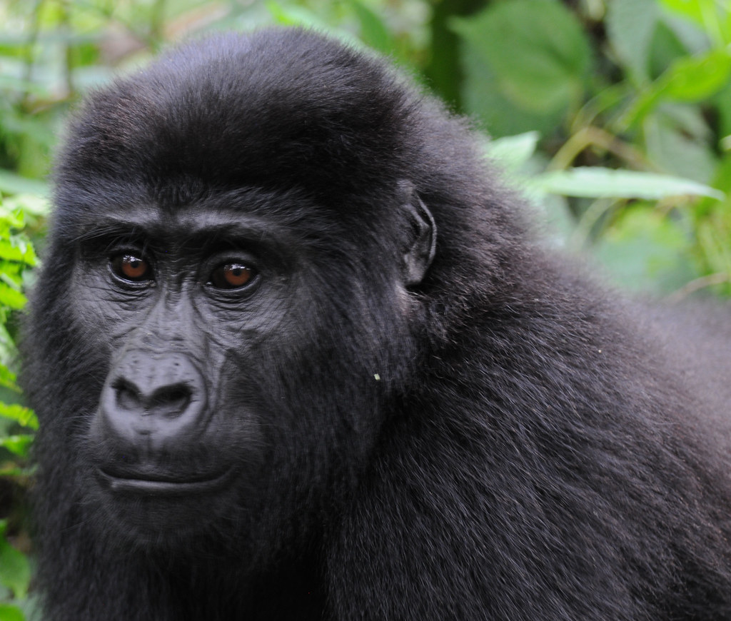 Rwanda Gorilla Tours
