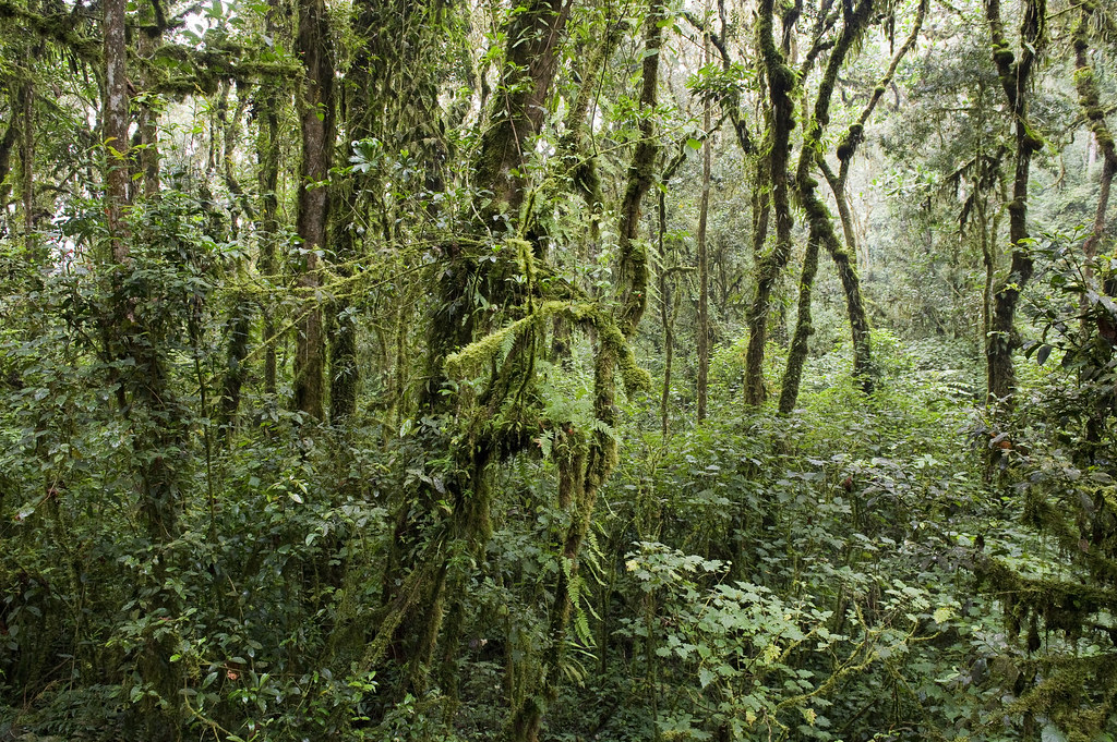 Where Is Nyungwe Forest National Park Located?