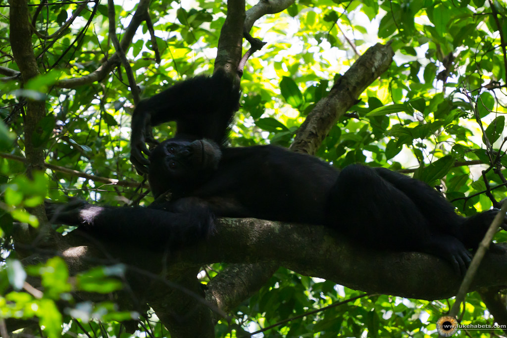 Uganda Gorilla and Chimpanzee Permit Price Increase 2025