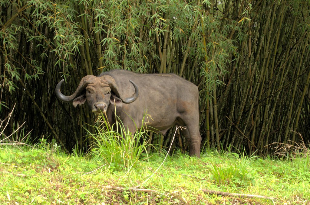 Best Time to Visit Aberdare National Park