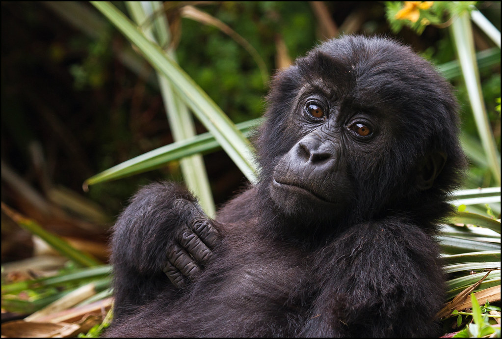 Types of Gorillas