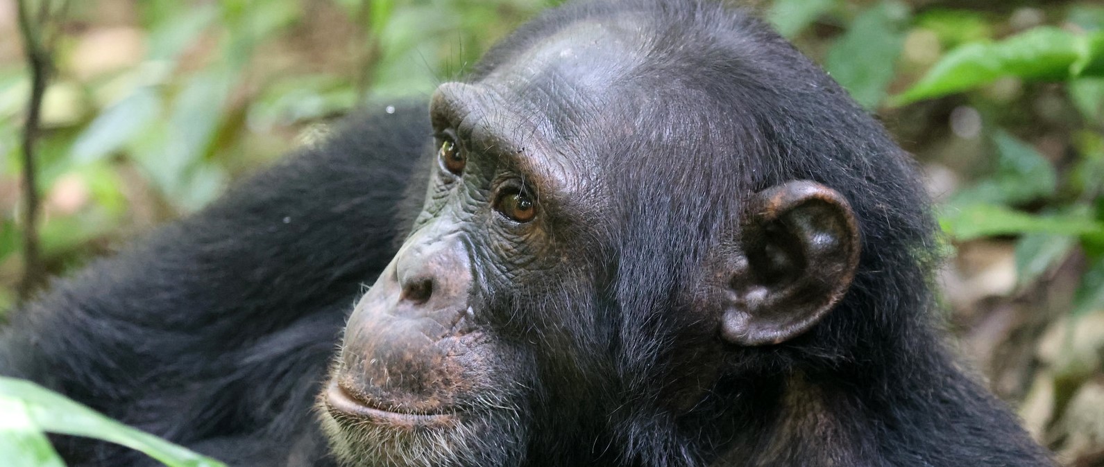 All About Mountain Gorillas of Africa