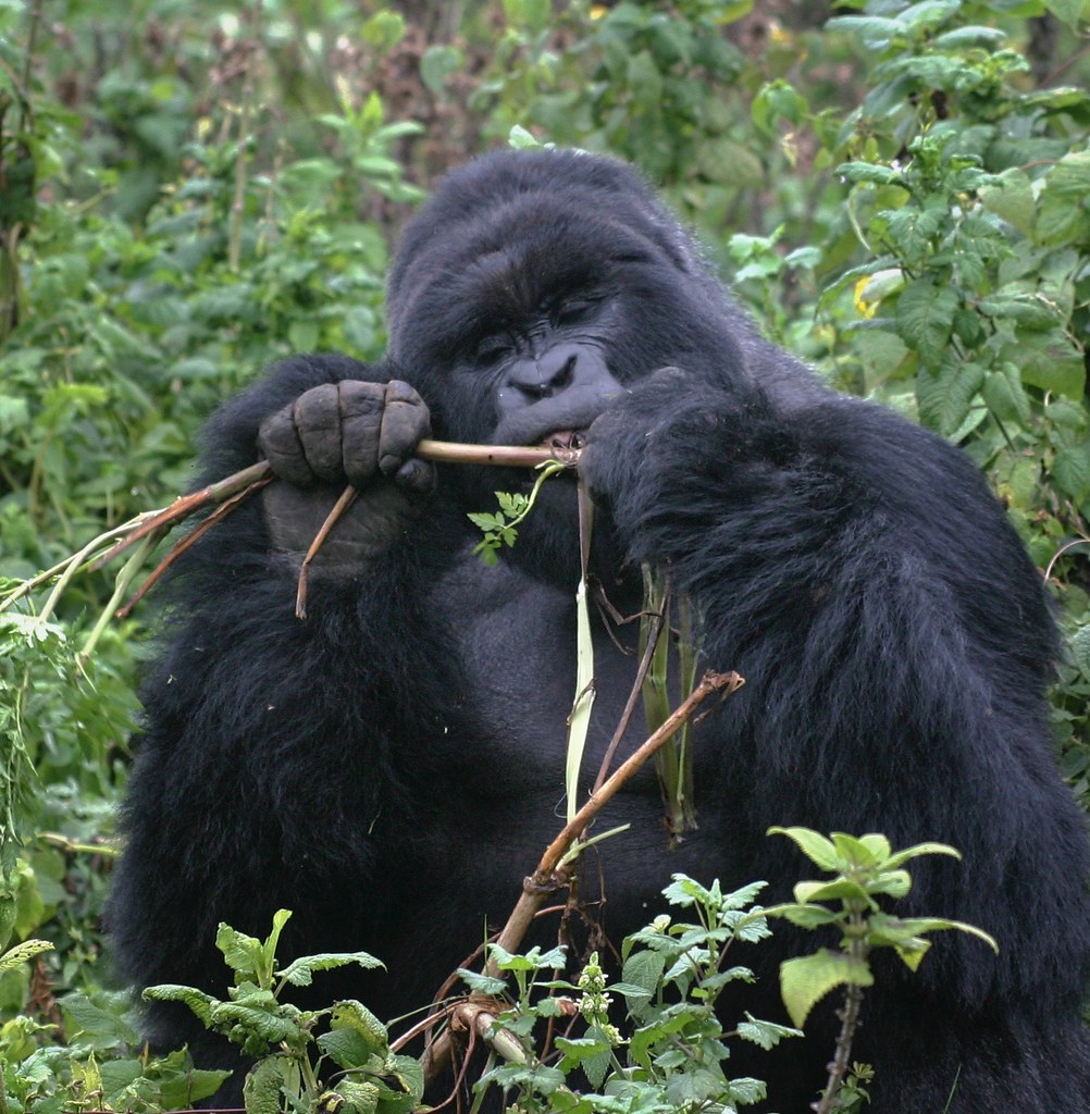 Primate Species Found in Uganda