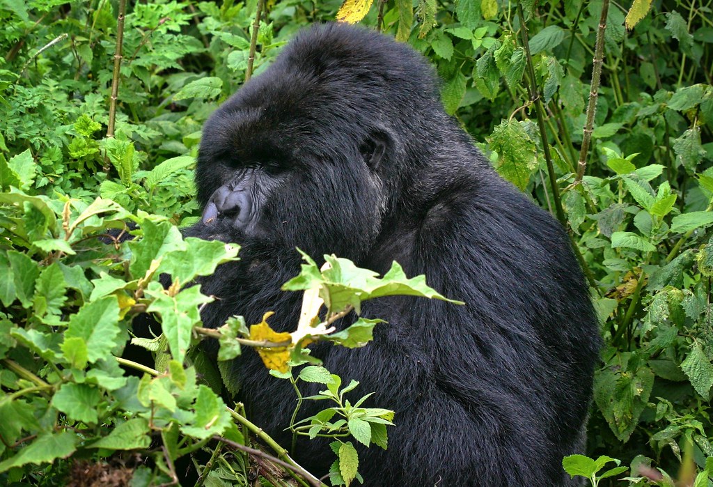 Comparing the Best Gorilla Safaris in Africa
