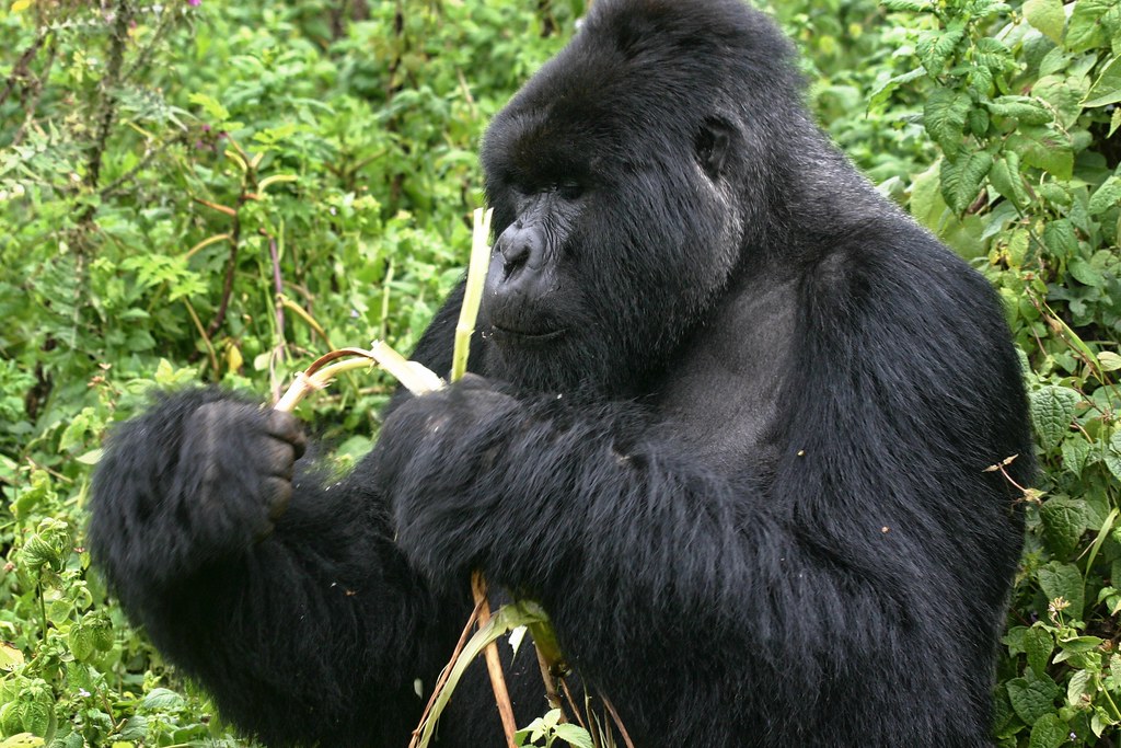 Introduction to Gorilla Trekking