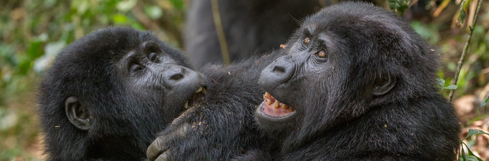 Are Gorillas Aggressive and Dangerous?