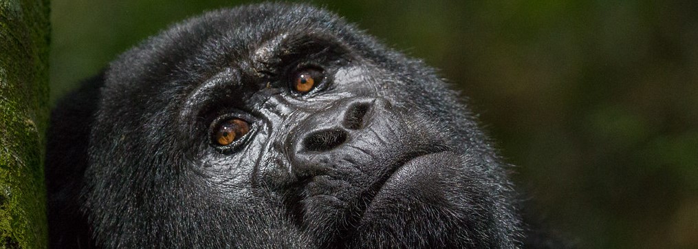 How Long Does Gorilla Trekking Take, Is It Difficult, and How Fit Do You Need to Be?