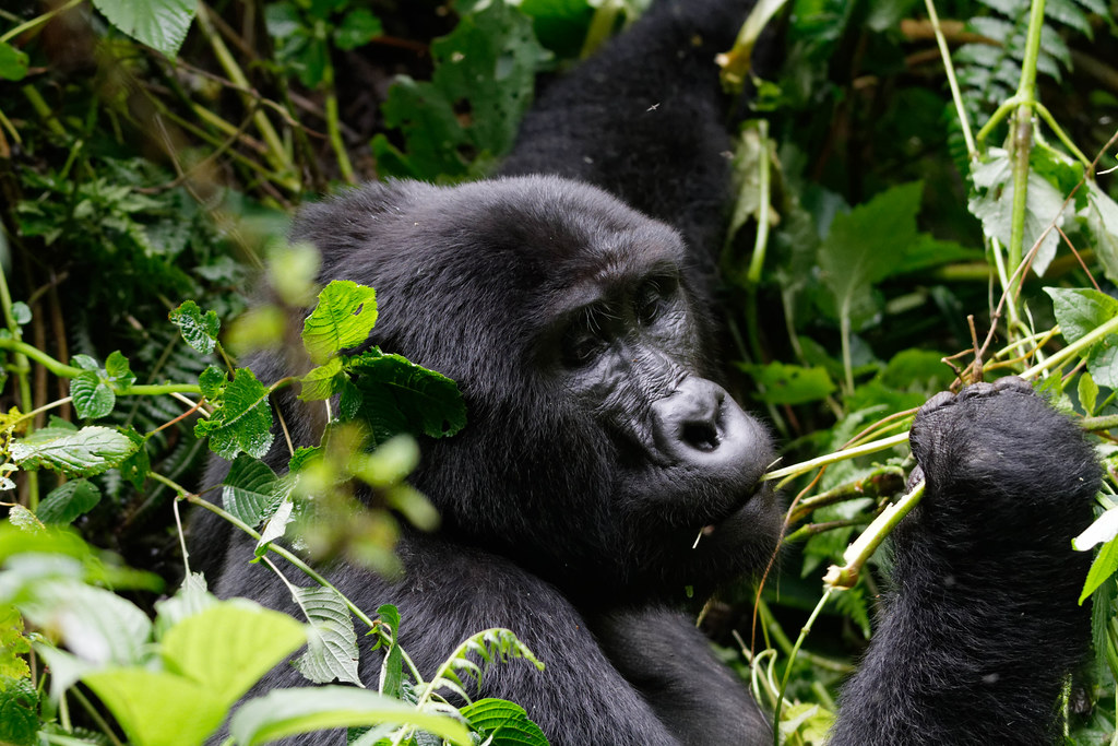 Major activities in Mgahinga Gorilla NP