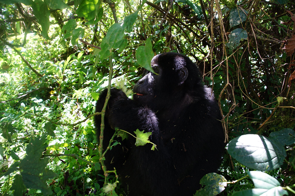 Budget Gorilla Trekking in Rwanda 2025