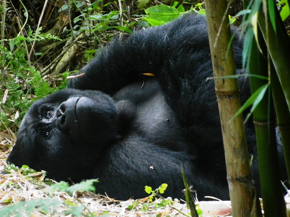 What to Wear for Gorilla Trekking in Uganda and Rwanda