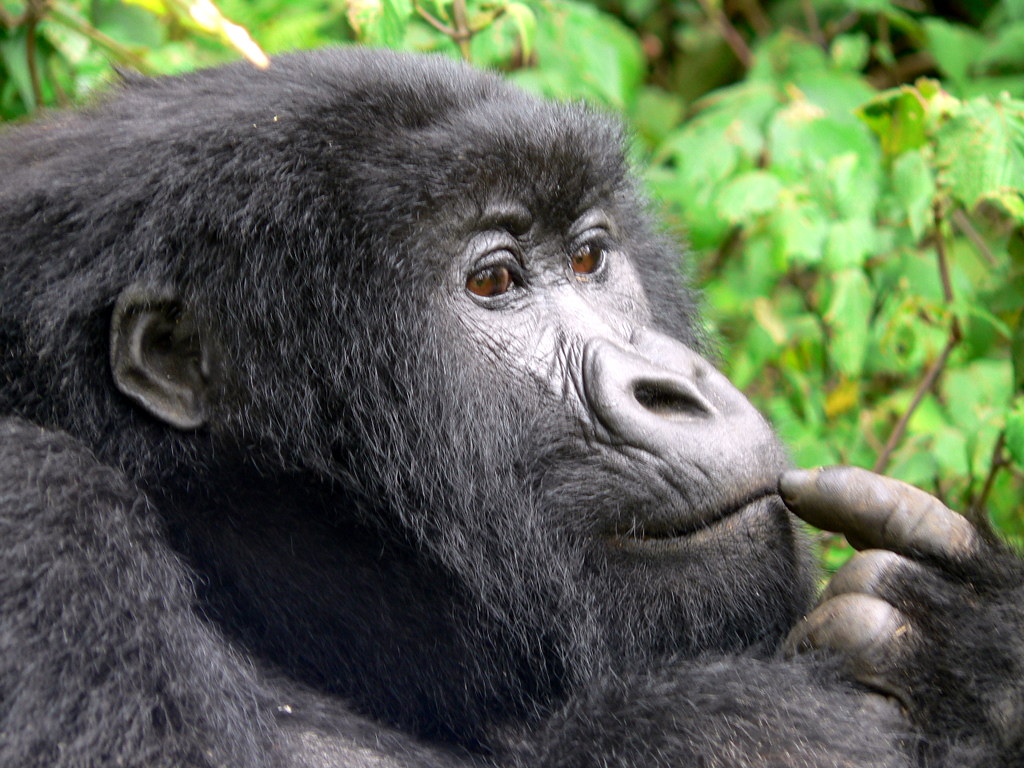Comparing Gorilla Trekking in Bwindi and Mgahinga