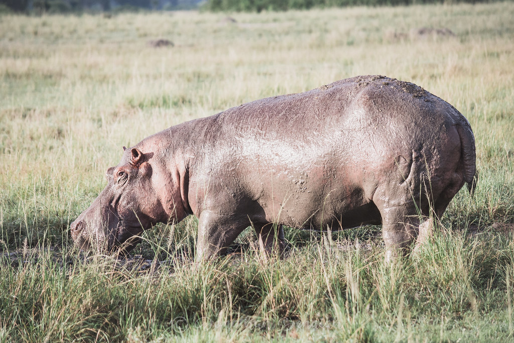 Fascinating Facts About Queen Elizabeth National Park