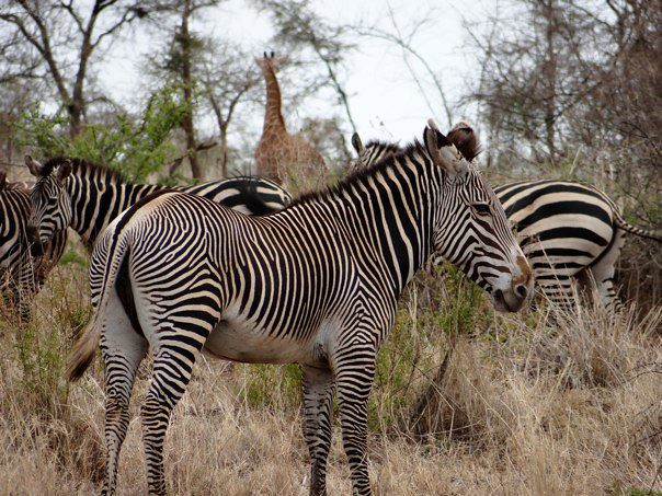 Rwanda Safari Holidays
