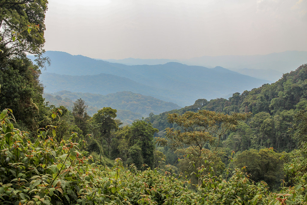 Activities in Nyungwe Forest National Park