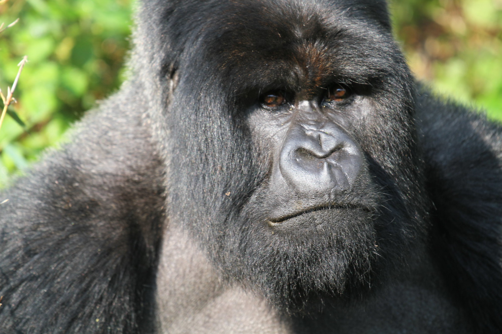 Gorilla Permits in Uganda and Rwanda