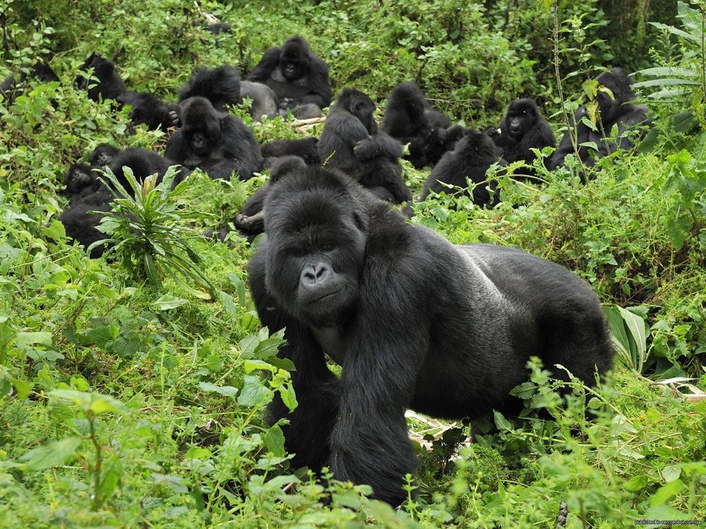How Much Is Uganda Gorilla Trekking?