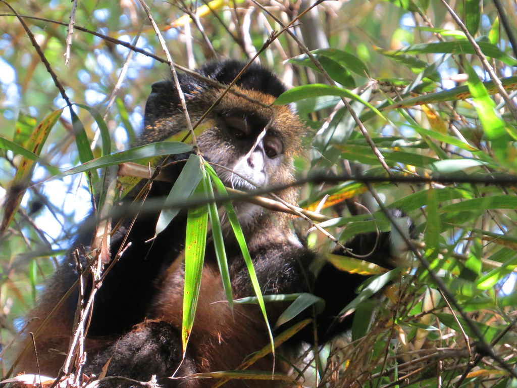 A Guide to a 2025 Safari in Mgahinga Gorilla National Park