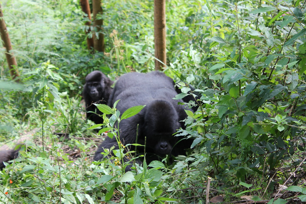 Gorilla Tracking from Musanze Rwanda to Bwindi Uganda