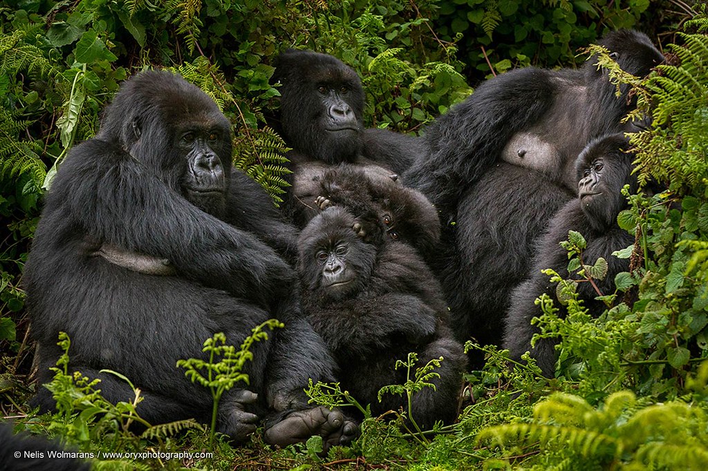 Rwanda Gorilla Tour