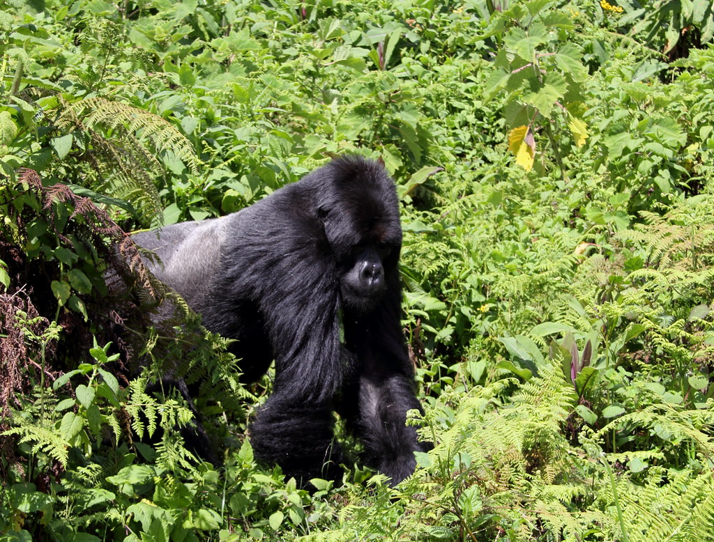 Gorilla Trekking Fitness