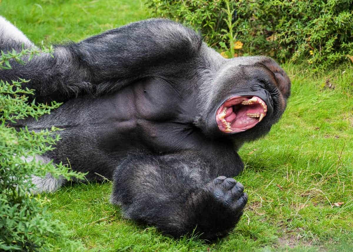 Silverback Gorilla Fun Facts
