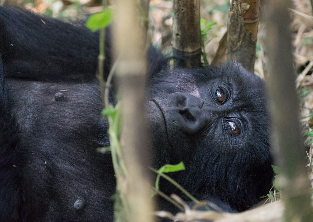 Safari in Mgahinga Gorilla National Park