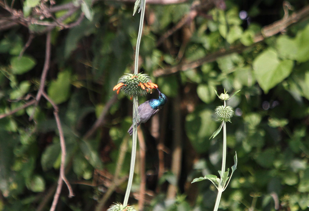 Top 10 Birds in Mgahinga National Park