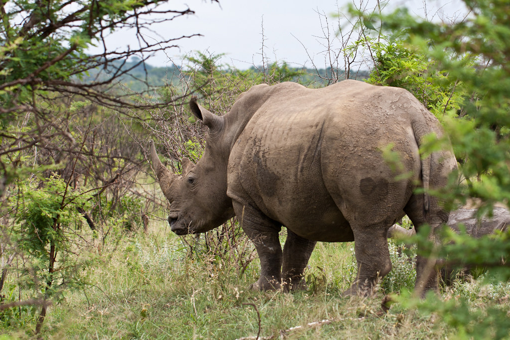 Self-Game Drive Safaris in Uganda