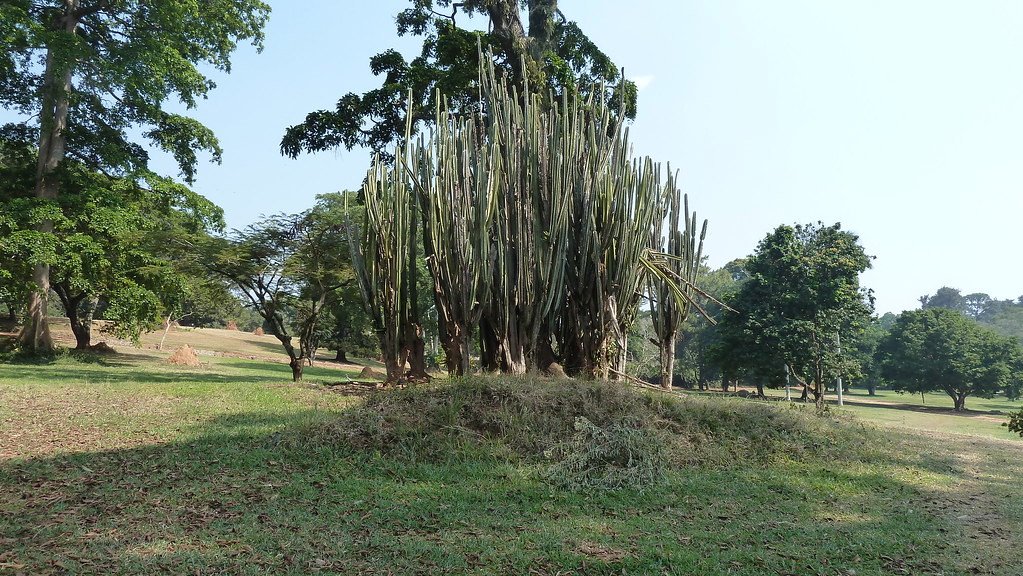 Entebbe Botanical Gardens