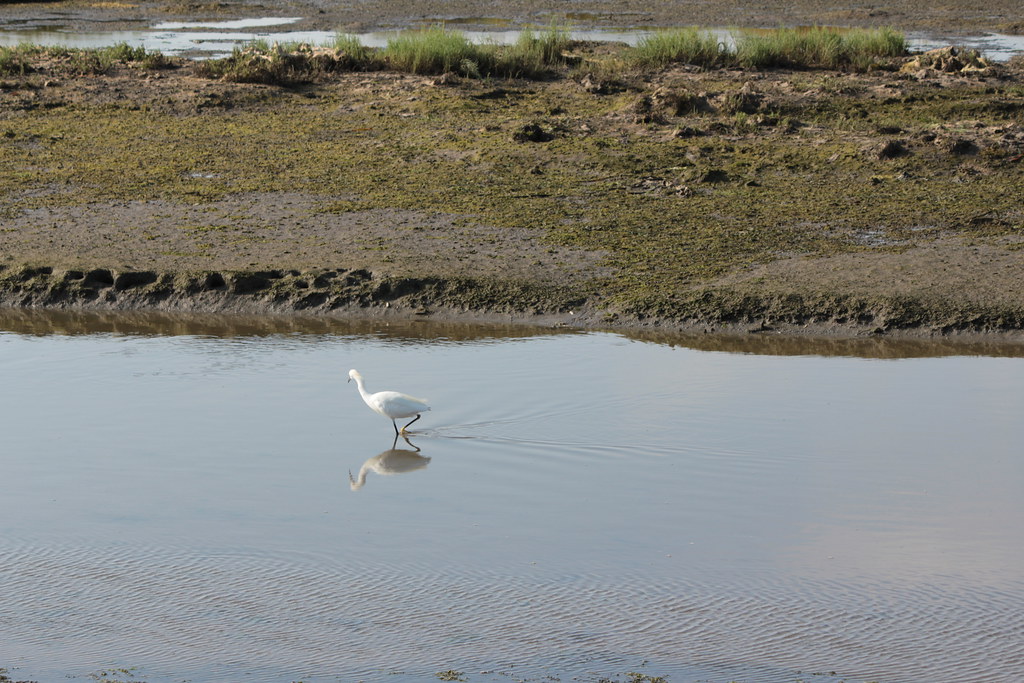 Birding in Semuliki National Park: Uganda’s Hidden Tropical Birding Paradise