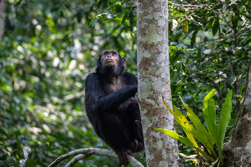 Where is Kibale National Park Located?